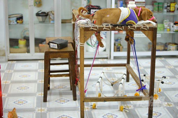 Một chú cún đang được châm cứu trên chiếc bàn được thiết kế đặc biệt, bên đưới là chân giả hỗ trợ vận động. Vật liệu làm chân giả cũng vô cùng đơn giản gồm 4 bánh xe, gắn với những ống nhựa và dây giúp chú cún hoạt động linh hoạt và mau khỏi.