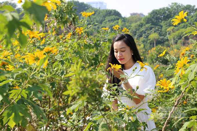 Chị Nguyễn Minh Ngọc (quận Bắc Từ Liêm) cho biết, 'Là người yêu thích chụp ảnh về hoa nên chị Ngọc đánh giá hoa dã quỳ ở đây nở rất to và đẹp, bung nở đều'.