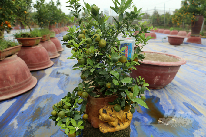 Thời điểm tháng Chạp cận tết, không khí các nhà vườn trồng quất tại phường Tứ Liên (Quận Tây Hồ, TP Hà Nội) lại tất bật trưng bày các sản phẩm quất cảnh, quất bonsai phục vụ thị trường.