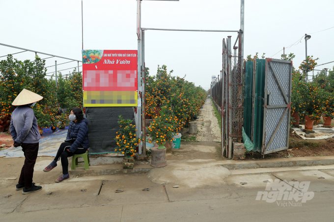 Theo ghi nhận của báo Nông nghiệp Việt Nam, một số vườn quất không một bóng khách mặc dù thời gian Tết đã đến gần.