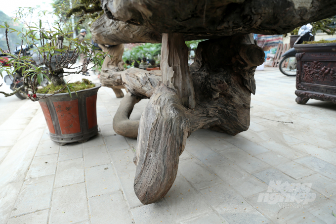 Bên cạnh đó, 'chậu cây đặc biệt' này còn được đặt trên kệ là một thân gỗ khác cao khoảng 0,5m.