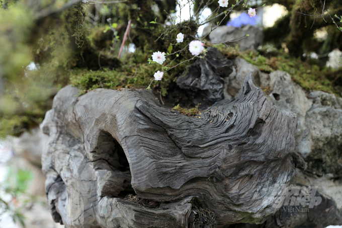 Ngắm nhìn tác phẩm 'cửu long quy tụ', anh Trần Văn Nam (Hoàng Mai-HN) đánh giá, thân gỗ lim xù xì bên dưới kết hợp với sắc trắng của hoa, mầu xanh của rêu trên thân cây mai gây ấn tượng mạnh đối với người xem.