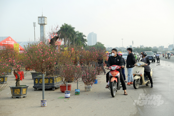 Tại khu vực sân vận động Quốc gia Mỹ Đình đang bày bán rất nhiều loại hoa, đào, mai, cúc... phục vụ người dân Thủ đô mua sắm tết.