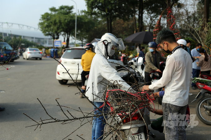 Vui mừng khi chọn được cành đào rừng ưng ý, chị Trang (Long Biên - Hà Nội) cho biết:' Đi mất 2 ngày rồi tôi mới chọn được cành đào rừng ưng ý, cách chọn đào rừng đặc biệt nhất cần chọn cành có nhiều nụ và hoa đều, cần có thêm rêu hoặc địa y nhìn sẽ đúng chất đào rừng'.