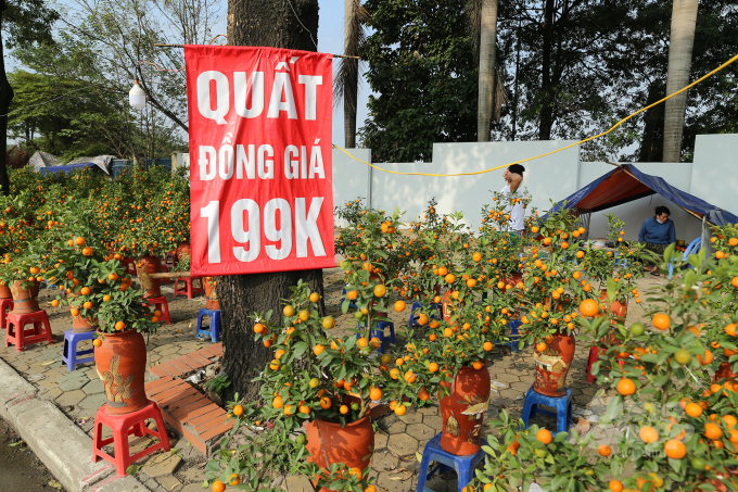 Cách đó không xa, tại khu vực bán quất bán đồng giá 199.000 đồng 1 chậu. Anh Toản người kinh doanh quất chia sẻ, năm nay do ảnh hưởng bởi dịch bệnh, người tiêu dùng cũng tiết giảm chi tiêu, chính vì vậy tôi chấp nhận bán giá rẻ để mong hết hàng kịp về đón Tết cùng gia đình.