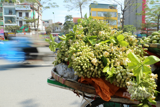 Thời điểm này ở Hà Nội, trên những con phố Hàng Ngang, Hàng Đào, Đồng Xuân, Chùa Bộc, Xã Đàn, Lê Duẩn… Hoa bưởi cùng người bán hàng rong 'xuống phố' tỏa hương thơm nồng nàn nhưng lại rất bình dị và mang đến cho nhiều tuyến phố ở Thủ đô nét hương sắc rất riêng.