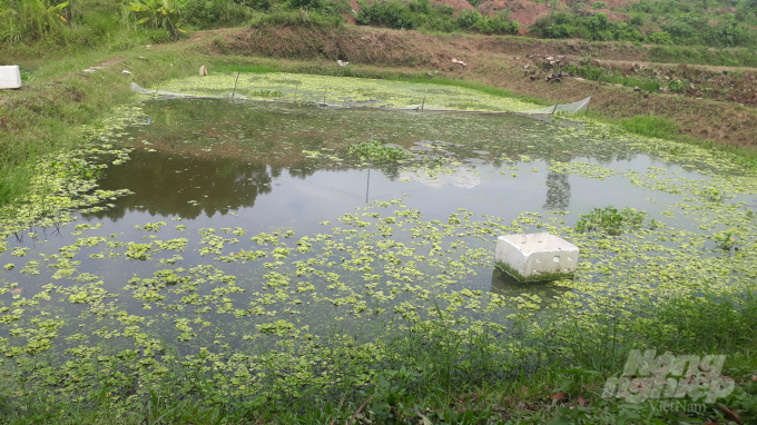 Ao nuôi ốc nhồi giống được anh Trần Mạnh đào đắp rất đơn giản, mà cho thu tiền tỷ mỗi năm.