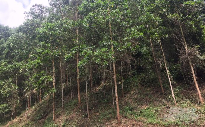 Cây keo được 5 năm tuổi tại những khu rừng nơi biên giới huyện Hà Quảng. 