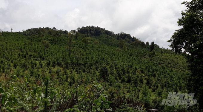 Rừng cây xa mộc được trồng đúng kỹ thuật tại xã Cần Nông, huyện Hòa Quảng.