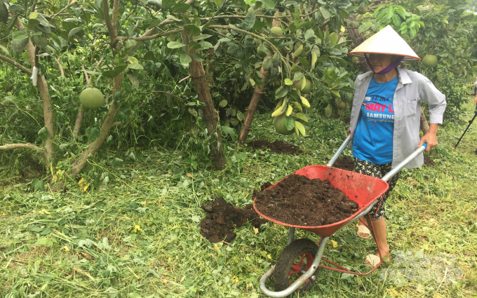 Người lao động chăm sóc cây ăn quả  tại vườn của ông Đàm Hữu Ái.