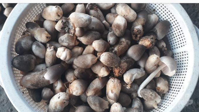 Những quả nấm rơm mọng, mập được anh Tuyến rao bán 100 nghìn đồng/kg.