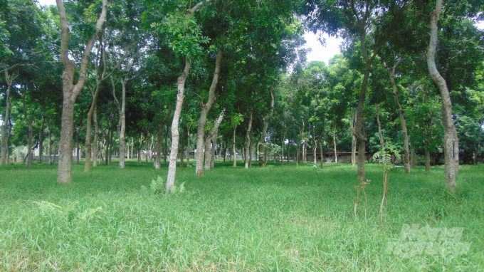 Cây cỏ trong trang trại của ông Văn luôn sạch đẹp như khu nghỉ dưỡng sinh thái.
