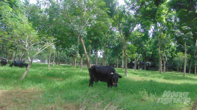Bò được ông Văn nuôi thả dưới tán cây gỗ lớn xanh mát như trong công viên.