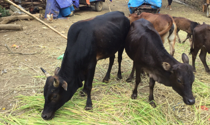 Những con bò có biểu hiện nhiễm bệnh tại xã Lý Quốc đã được thực hiện chăm sóc, cách ly theo dõi. Ảnh: TL.
