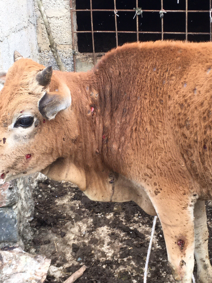 Con bò của gia đình ông Lương Bế Tuân, xóm Khưa Thoang, xã Lý Quốc bị lở bệnh viên da nổi cục rất nặng.
