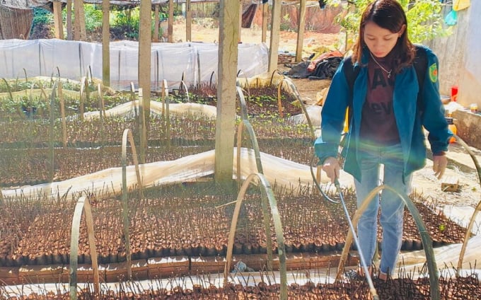 Công ty TNHH Quan Đạo chủ động nguồn giống cung cấp cho nông dân Bảo Lạc.