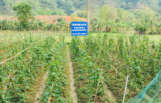 Mô hình trồng hà thủ ô đỏ tại xã Thượng Hà, huyện Bảo Lạc.