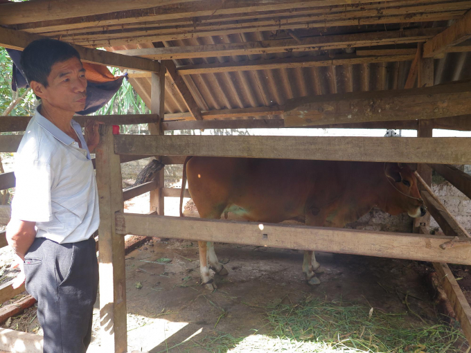 Người dân huyện Võ Nhai bắt đầu thực hiện nuôi nhốt trâu bò để ngăn chặn dịch bệnh viêm da nổi cục đang lan rộng. Ảnh: Đồng Văn Thưởng.