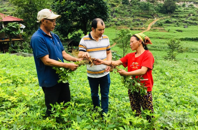 Cán bộ kỹ thuật nông nghiệp Hà Quảng hướng dẫn nông dân chăm sóc lạc. Ảnh: Toán Nguyễn.