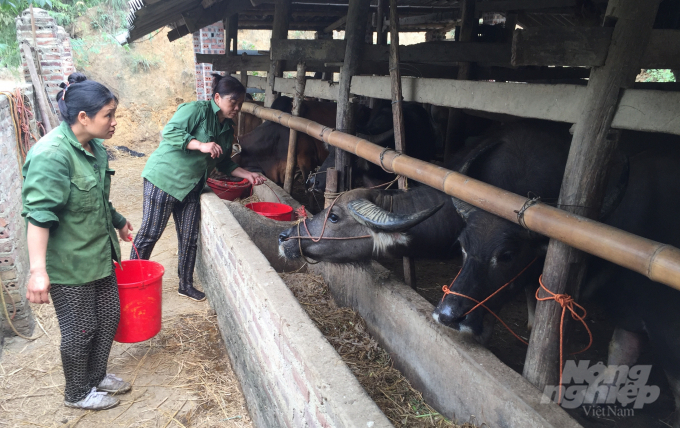 Chị Nguyễn Thị Tiên, xóm Hoàng Lạc, xã Đức Long, huyện Hòa An bổ sung thêm nhiều thức ăn tinh, thô cho đàn gia súc khi thời tiết lạnh kéo dài.