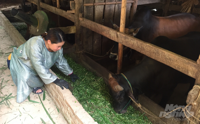 Chị Nông Thị Hợp, xóm Bản Mạ, xã Dân Chủ, huyện Hòa An trồng thêm nhiều cỏ voi làm thức ăn dự trữ cho đàn gia súc vào mùa đông.