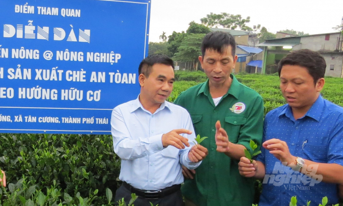 Các ô mẫu trình diễn chè hữu cơ được đã được Thái Nguyên xây dựng tại các vùng sản xuất chè, giúp nông dân dễ dàng tiếp cận, thăm quan học tập. Ảnh: Việt Bắc 