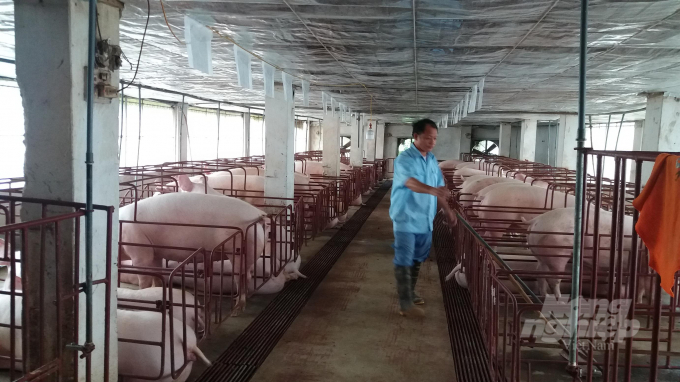 Nhờ áp dụng phương thức chăn nuôi xanh đã giúp các lứa lợn của anh Nguyễn Văn Ngữ luôn khỏe mạnh và không mắc bệnh dịch. Ảnh Đồng Văn Thưởng. 