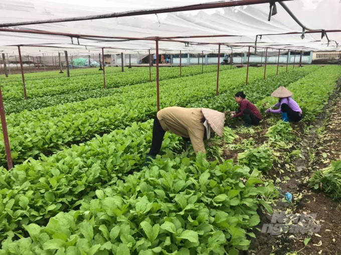Vụ đông được xem như cứu cánh cho sản xuất nông nghiệp tại Thái Nguyên trong điều kiện dịch bệnh Covid–19 diễn biến phức tạp trong năm nay. Ảnh: Đồng Văn Thưởng.