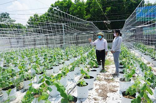 Các loại cây củ quả vụ đông luôn được nông dân Thái Nguyên trồng theo đúng quy chuẩn, đảm bảo tránh rét và cho hiệu quả kinh tế cao. Ảnh Đồng Văn Thưởng.