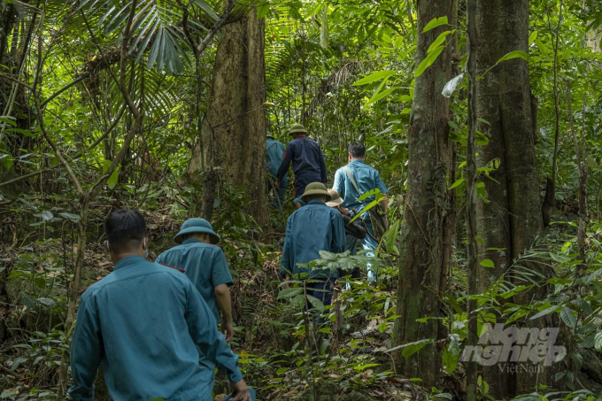 Mặc dù đã giao khoán cho nhân dân cùng chăm sóc, bảo vệ, nhưng công tác tuần tra rừng vẫn được diễn ra thường xuyên tại Khu Bảo tồn thiên nhiên Thần Sa - Phượng Hoàng. Ảnh: Đồng Văn Thưởng.