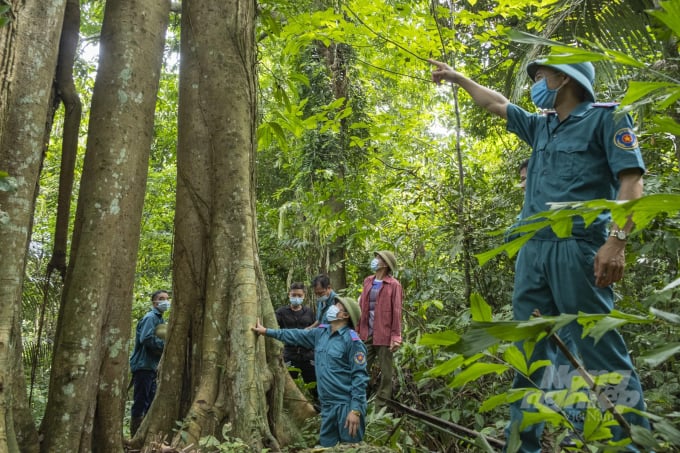 Việc kiểm tra rừng giao khoán bảo vệ được thực hiện thường xuyên tại Khu Bảo tồn thiên nhiên Thần Sa - Phượng Hoàng. Ảnh: Đồng Văn Thưởng.