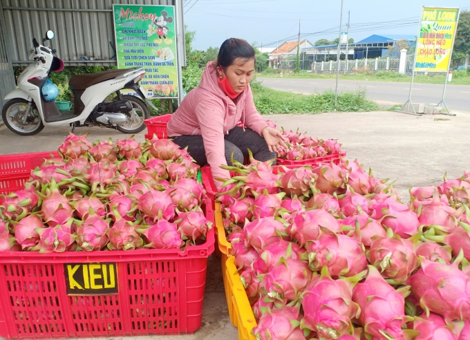 Hiện giá thanh long trên địa bàn tỉnh Bình Thuận chỉ còn 4 - 6 ngàn đ/kg.