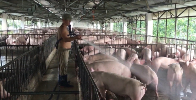 Đã có gần 2.000 cơ sở chăn nuôi ở Hải Phòng tái đàn lợn để tiếp tục sản xuất kinh doanh, phục vụ nhu cầu của thị trường.