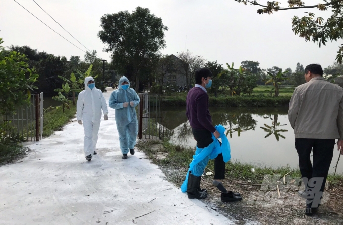 Chuồng nuôi, trang trại được rải vôi bột, tiêu độc khử trùng phòng chống dịch cúm A/H5N6.