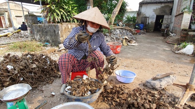 Nuôi hà ngày càng khó khăn, nhiều ngư dân tại xã Phù Long đã tính đến việc đổi nghề