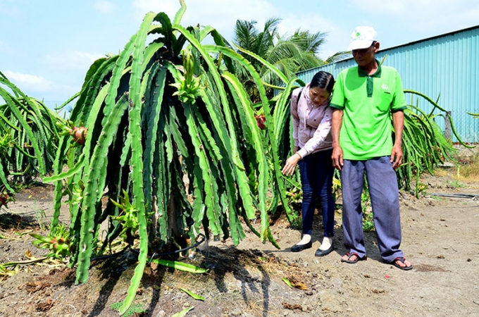 Hạn mặn đang đe dọa đến các vùng trồng cây ăn quả ở ĐBSCL.