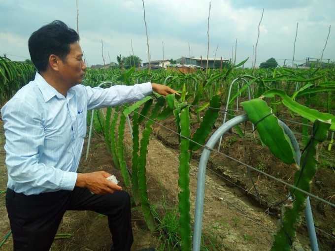 Nhiều chủ vườn lắp đặt hệ thống tưới tiêt kiệm cho vườn cây phòng chống hạn mặn.