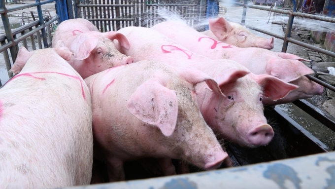 Lợn hơi chất lượng bán tại chợ đầu mối gia súc gia cầm Bình Lục (Hà Nam) giá 80.000 đồng/kg. Ảnh: Minh Phúc