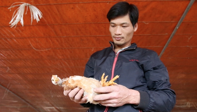 Gia đình ông Nguyễn Hữu Lập chuyển đổi nuôi lợn sang gia cầm và thủy cầm khi 80 con lợn phải tiêu hủy do dịch tả lợn Châu Phi vào năm 2019. Ảnh: Minh Phúc.