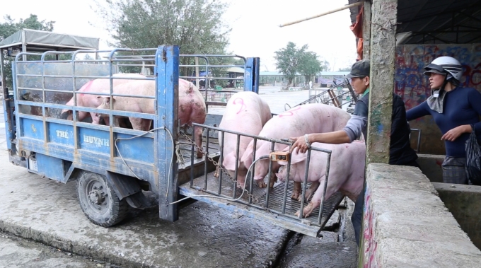 Nguồn cung thịt lợn ở Hà Nam đang khan hiếm. Ảnh: Minh Phúc.