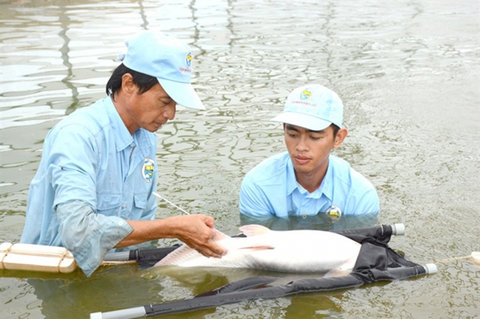 Kiểm tra cá tra bố mẹ tại khu sản xuất giống của Việt Úc - An Giang