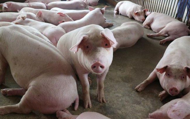 Hiện giá lợn hơi trên thị trường khoảng 80.000 đồng/kg.