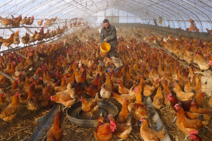Một trang trại nuôi gà ở thành phố Hắc Hà, tỉnh Hắc Long Giang, Trung Quốc. Ảnh: Reuters