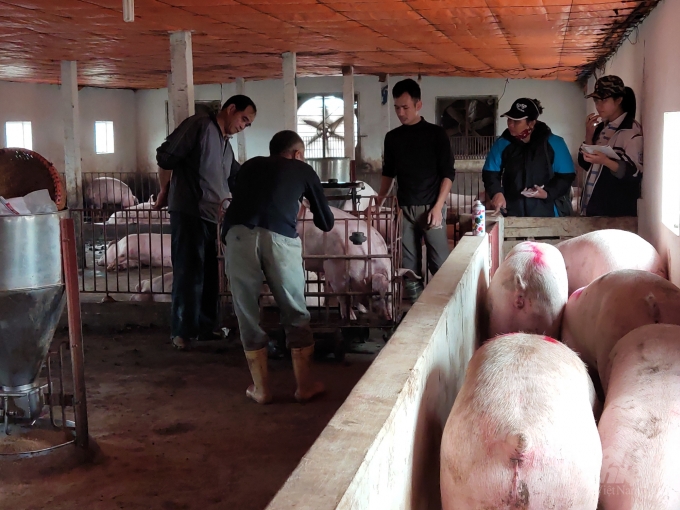 Đàn lợn của ông Nguyễn Văn Quang, xã Bách Thuận đang được thương lái cân mua.