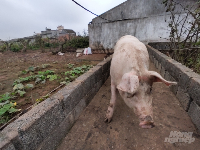 Mỗi con lợn trọng lượng trung bình 150kg, người nuôi lãi ròng 7 triệu đồng. 