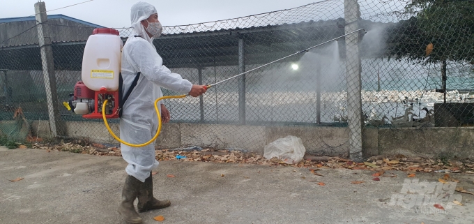 Phun thuốc tiêu độc khử trùng quanh trang trại chăn nuôi gà tại Hải Phòng. Ảnh: Đinh Mười.  