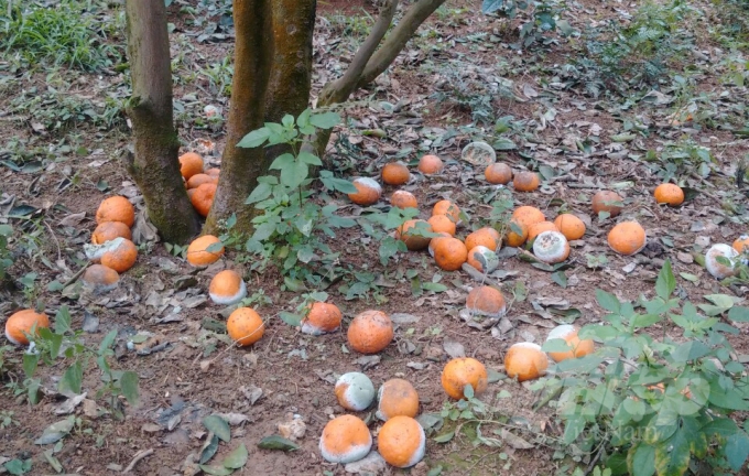 Nhiều vườn cam, tỷ lệ rụng quả tới 70%, thiệt hại nặng nề. Ảnh: Quốc Mạnh. 