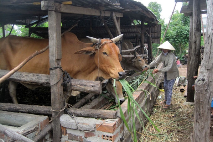 Nhờ nuôi bò nhiều hộ dân đã thoát nghèo bền vững.