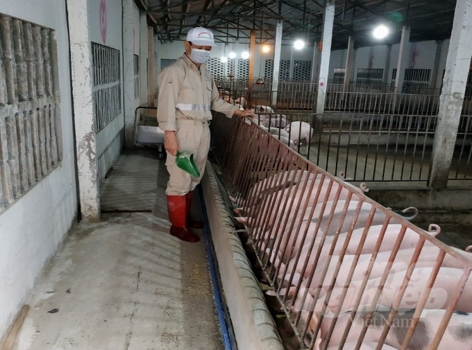 Nhiều trang trại nuôi lợn trên địa bàn Nam Định đã tái đàn trở lại.