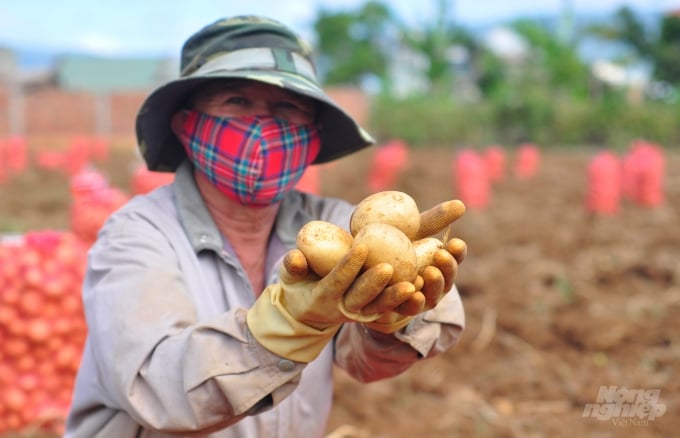 Liên kết với doanh nghiệp, người trồng khoai tây không phải lo về đầu ra cho nông sản. Ảnh: Minh Hậu.